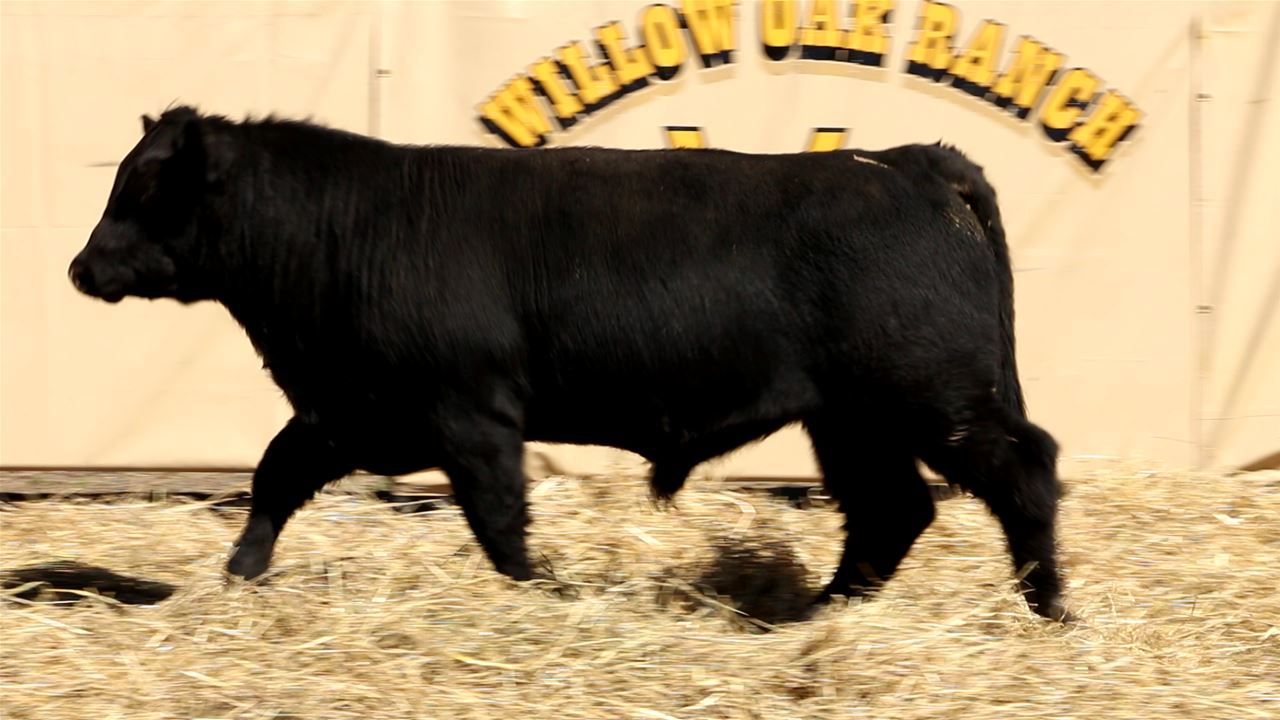 Best Black Bulls